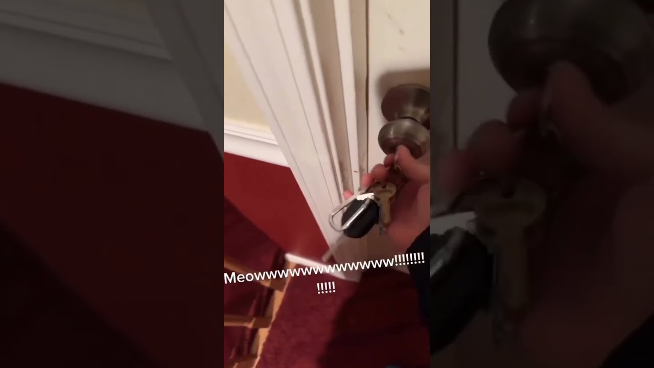 Cute Cat Screams Behind The Door