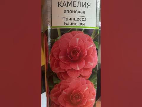 Камелия Принцесса Бачиокки - YouTube
