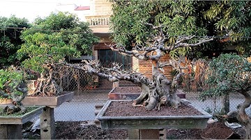 Thanh lý nhiều cây đẹp cho anh em về chơi nào, giá rẻ bất ngờ