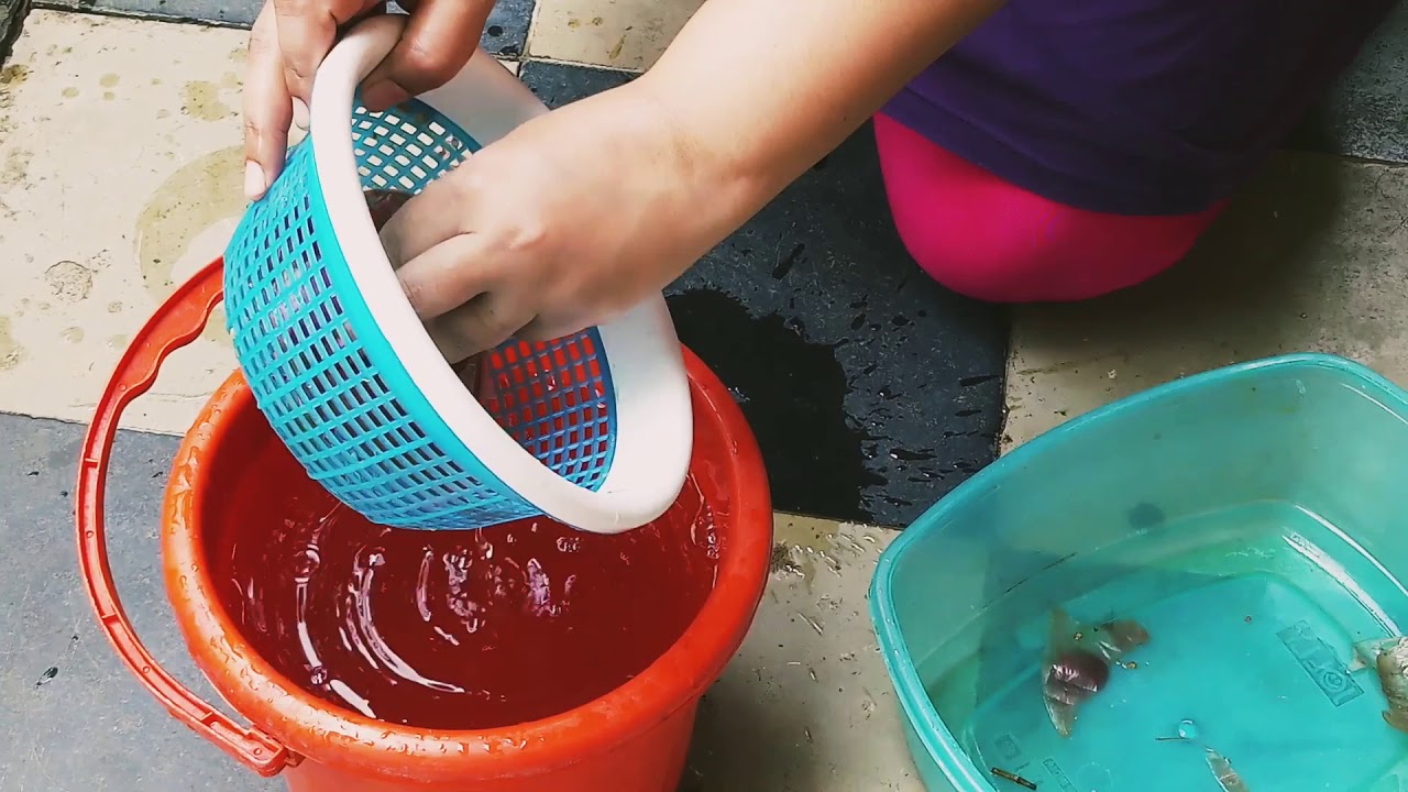 How to make Onion Peel Fertilizers Best natural fertilizer for your