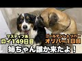ゴールデンレトリバー保護しました