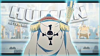 4K Whitebeard Edit - Only Human After All Edit Amv