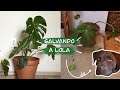 Salvando a Lola (Mi Monstera Deliciosa)