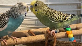 Buying A Budgie At Petco.