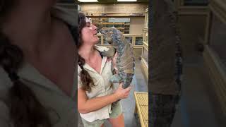 #Aligators #wild #discovery #python(2)