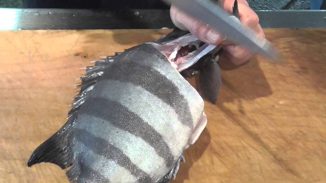 人気の高級魚 イシダイ とは 仕掛けや捌き方 おすすめの食べ方をご紹介 暮らし の