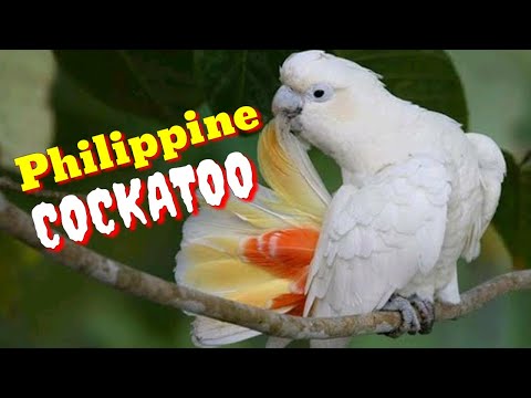 Video: Anong Uri Ng Mga Salitang "cockatoo" At "hummingbird" Sa Russian