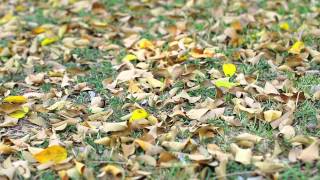 Dry Leaf