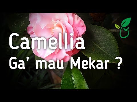 Video: Petua Pemberian Camellia - Bagaimana dan Bila Menyuburkan Camellia