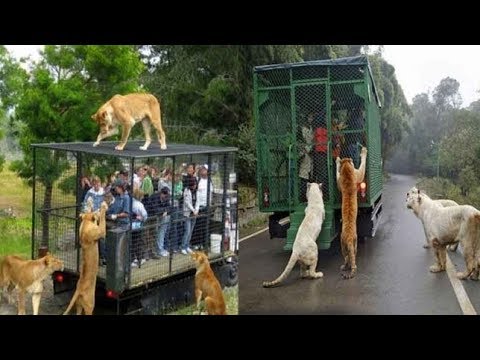 Video: Lub Sijhawm Zoo Tshaj Plaws Mus Ncig Ho Chi Minh City