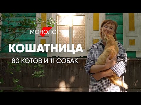 видео: Со мной живут 80 кошек и 11 собак: #монолог кошатницы