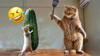 Funniest Cats and Dogs 2024  New Funny Animals Video  Part 158