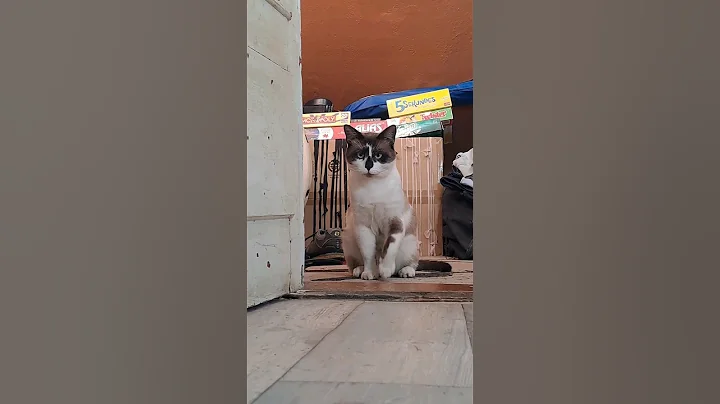 Watch the video about #simplelife of #ragdoll #cat staying at #home #catshorts #cute #animal