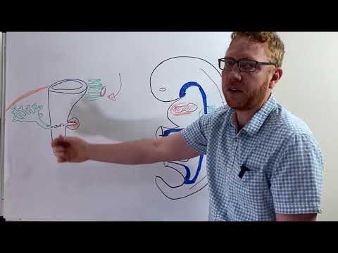 Pancreas development |