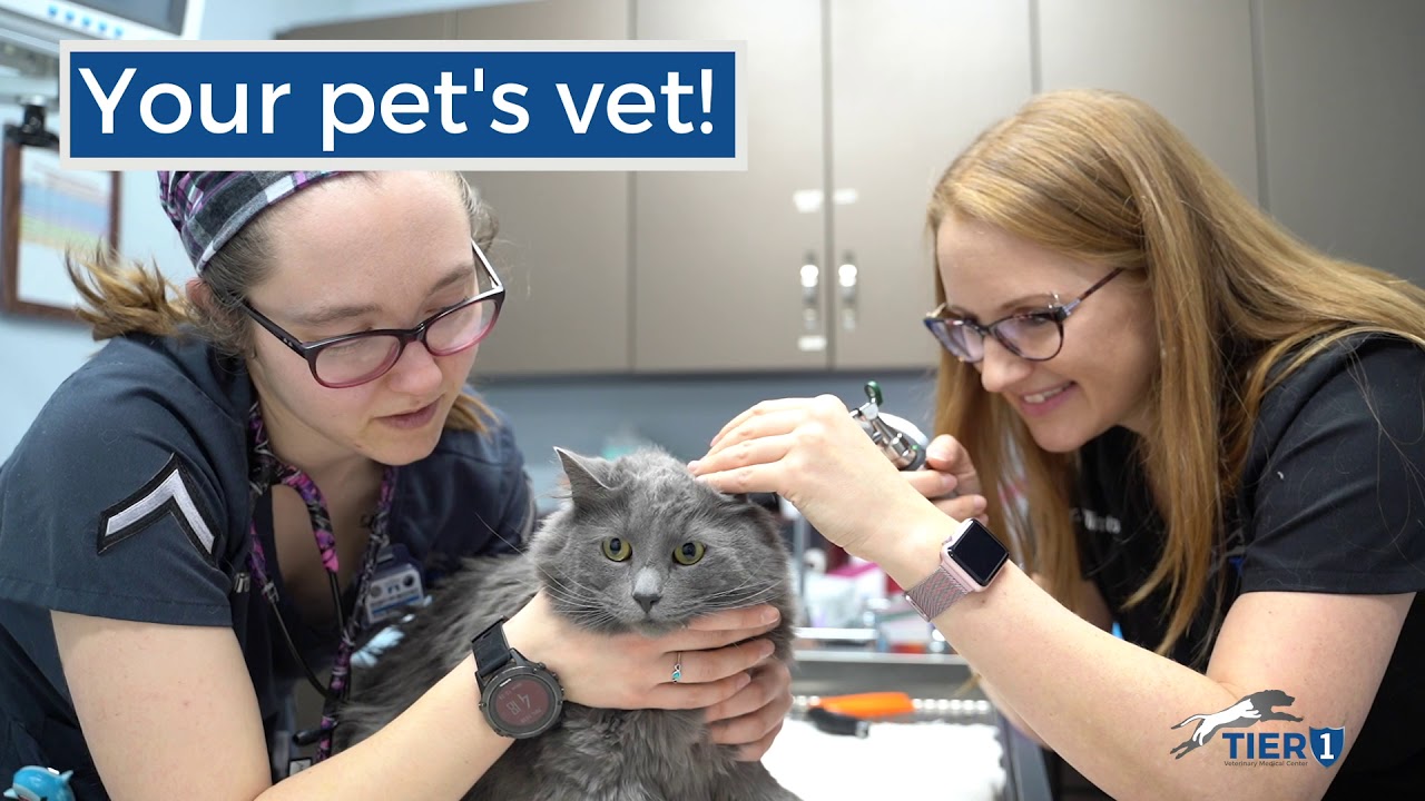 Your Pet's Vet YouTube