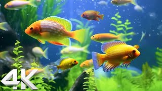 Aquarium 4K VIDEO ULTRA HD  The Most Beautiful Fish In The World,  Relaxing Music Ocean Fish