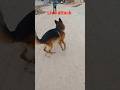 German Shepherd Attack Aggressive German Shepherd Viralvideo German Shepherd Attack Aggressive German Shepherd Viralvideo