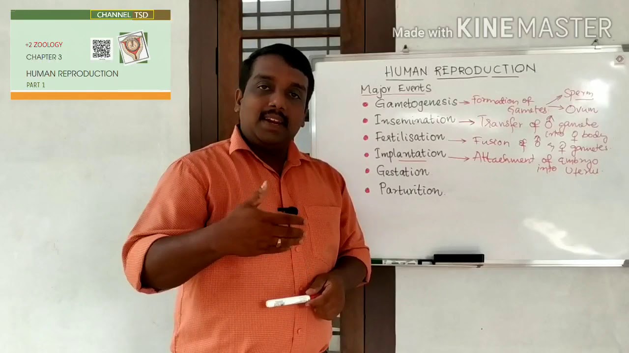 +2 Zoology- Human Reproduction Part 1 - YouTube