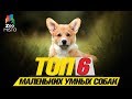 Топ 6 маленьких умных собак\Top 6 small smart dogs