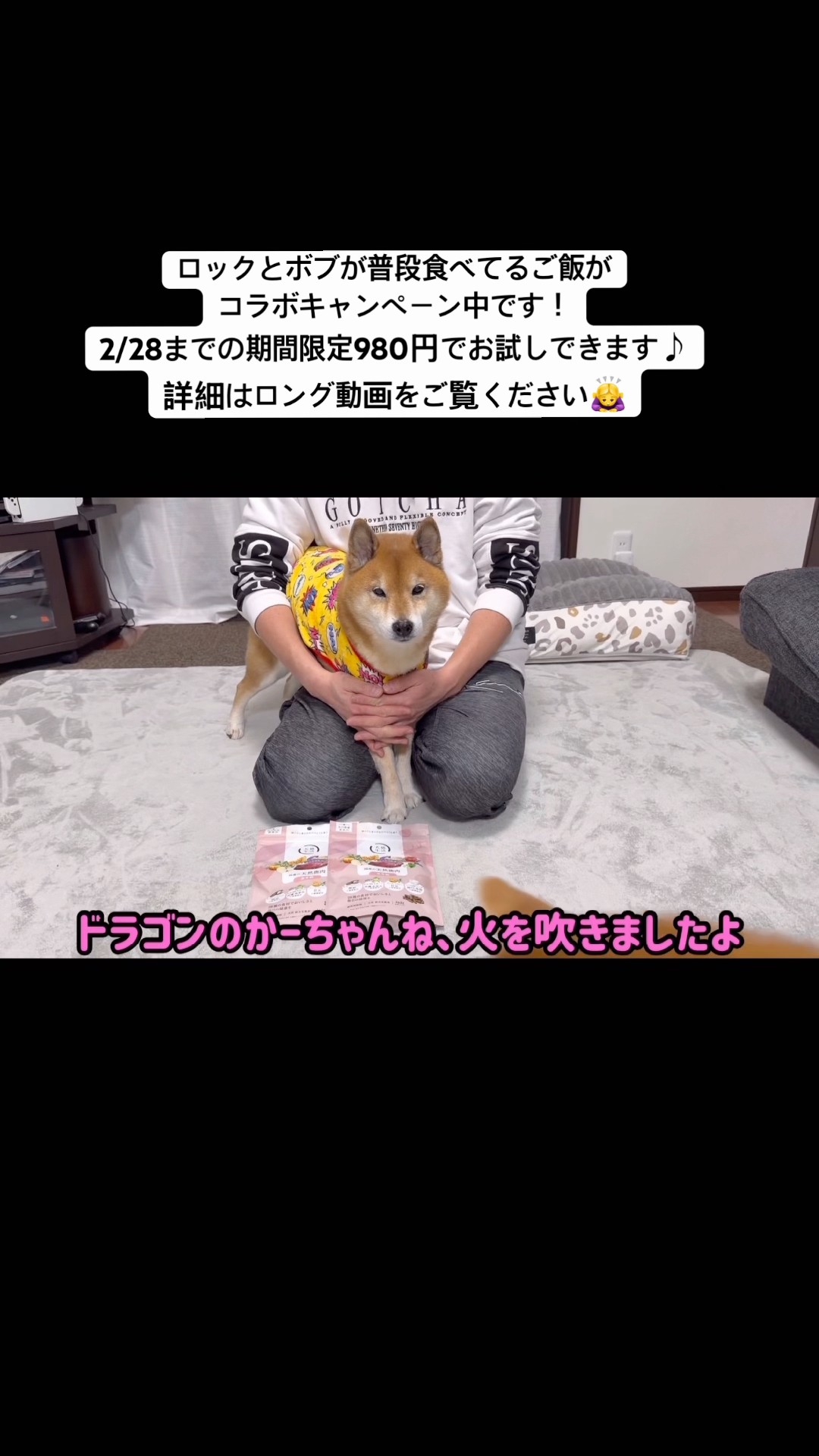柴犬ロックちゃんねる。 - YouTube