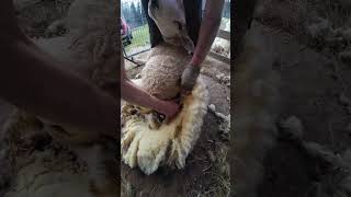 Raw shearing Texel 🙂 #sheep #wool #shearing #shearingday #farmlife #sheepshearing #texel