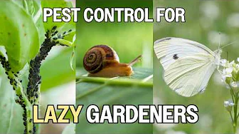 Garden Pests You NEED to Know
