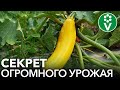 УДАЛИТЕ ЭТИ ЛИСТЬЯ НА КАБАЧКАХ И УРОЖАЙ ВАС ПОРАЗИТ!