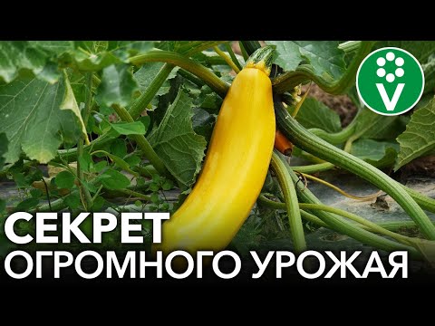 Видео: Листья цуккини желтеют: причины желтых листьев на цуккини