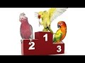 Ranking najlepiej gadających papug