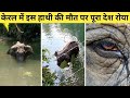 आख़िर क्या हुआ केरल में बेगुनाह हथिनी के साथ? Kerala Pregnant Elephant Incident facts