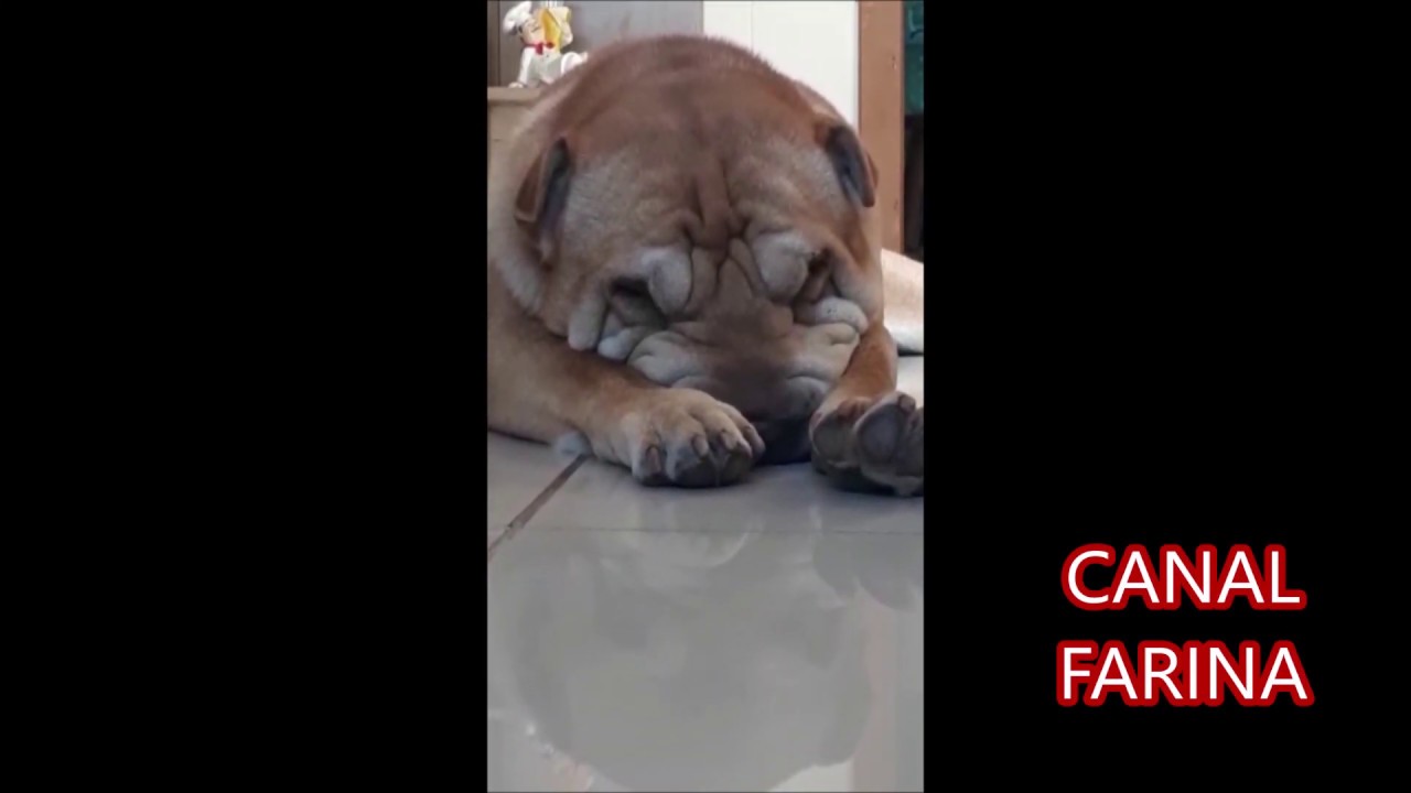 CACHORRO SHARPEI BETHOVEN DORMINDO ACORDANDO FARINA casa abandonada por dentro