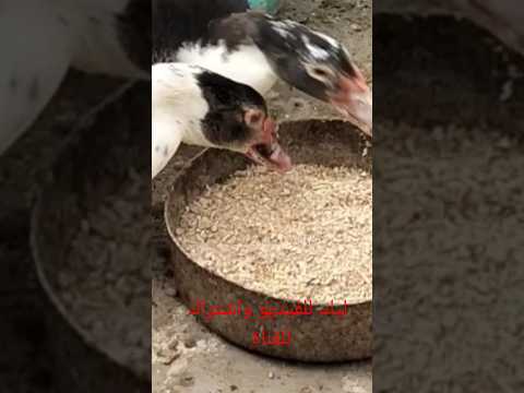 وصفة أكل للبط البلدى عمر اربع شهور