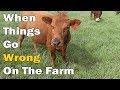 When Things Go Wrong On The Farm