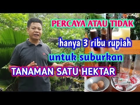 Dengan Dua Bahan Saja, Tanaman Subur, Sehat Dan Kuat