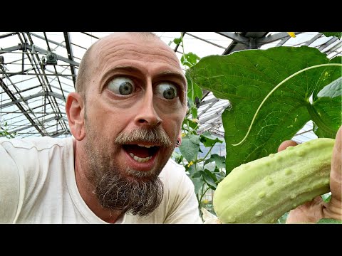 Videó: Hogyan ültetsz fehér lucfát?