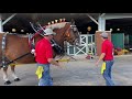 Draft Horse - Classic Six Hitch