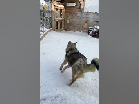 Жуля 🐕‍🦺 - YouTube