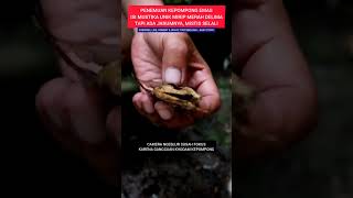 DISCOVERY OF A COCOON CONTAINING A UNIQUE MUSTIKA #viral #entertainment #parody #drama #halu #com...