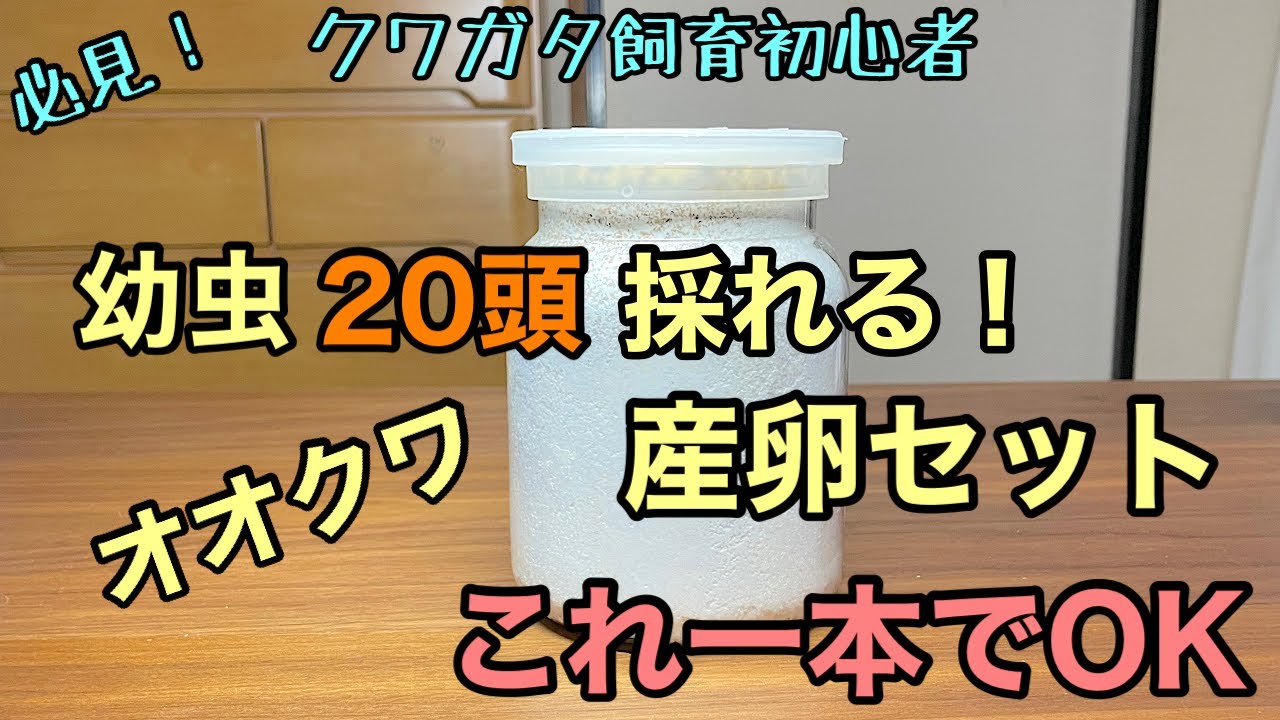 Spica　　グリーンターラ　龍の卵 Amazon.co.jp: ziyue Egg Detector Light, Hatcher, Egg Detection