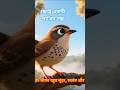 ছোট্ট একটি পাখির জীবন যাপন তারা জল বৃষ্টিতে থাকে #nature #commen #support #suscribe