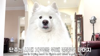 Samoyed Reaction When Taking Cats to the Vet by 호야단추(HoyaDanchu) 15,182 views 1 year ago 9 minutes, 23 seconds