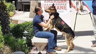 Military Hero Dog Reunited with Hero Handler