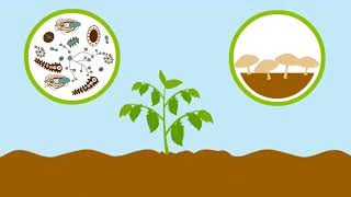 Biología Cadena Alimenticia