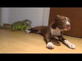 Green Iguana & Pitbull