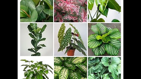 20 Large Leaf Indoor Plants | Best Large Indoor Plants for Low Light Spaces