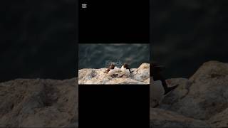 #RazorbillBird #Razorbill #Seabirds #AlcaTorda #BirdLovers #OceanBirds #BirdsOfTheNorthAtlantic
