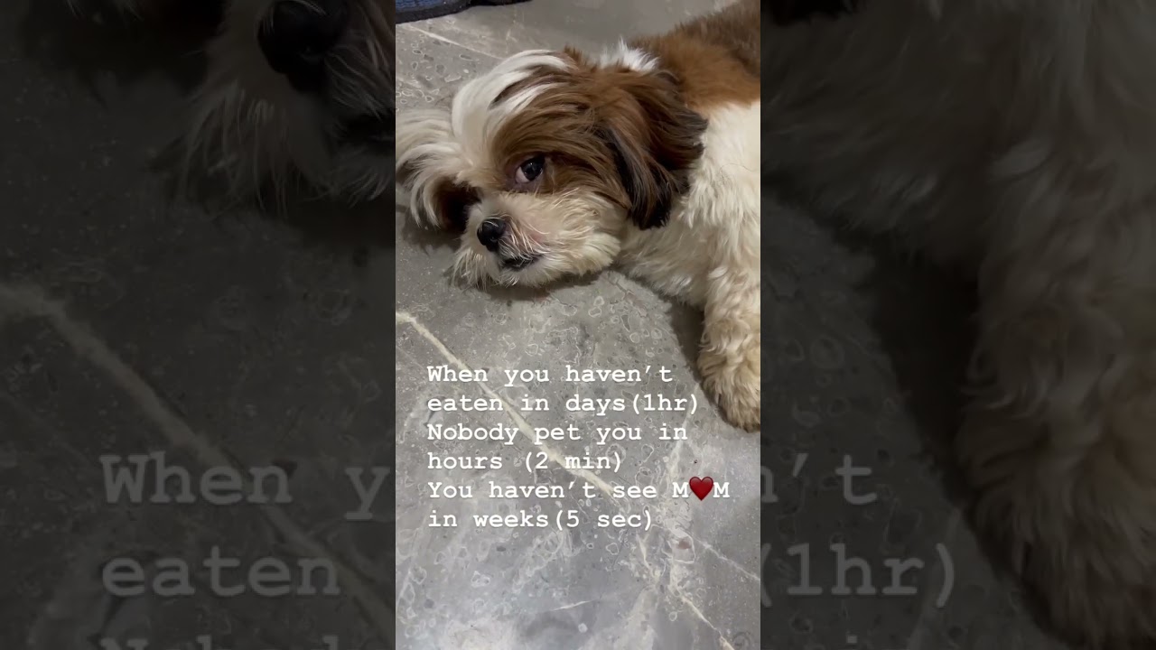 Life is RUFF………….🫠🫠 