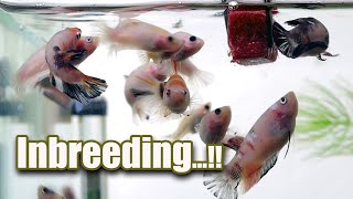 Inbreeding by Bije Aquatics 15,706 views 1 year ago 4 minutes, 3 seconds