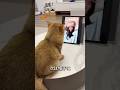 猫の抜け毛で帽子を作るとこうなります🐱💕#shorts