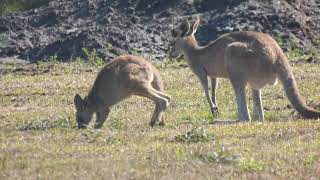 Mob of Kangaroos outside chicken farm.